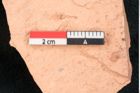 Foto (Detailansicht) von Glyptostrobus europaeus Brongniart (NHMW-GEO-2024-0188-7953)